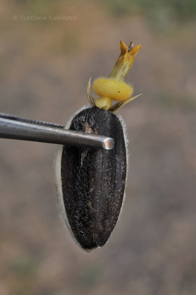 Image of Helianthus annuus specimen.