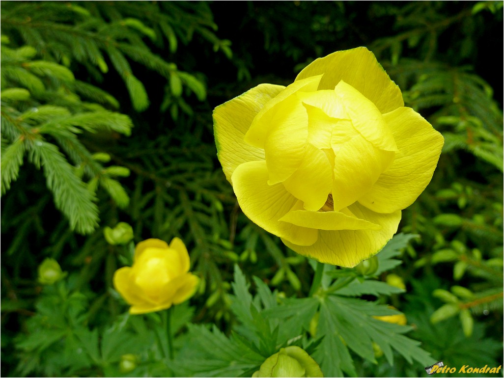 Изображение особи Trollius europaeus.