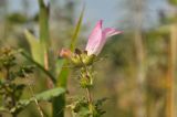 Phtheirospermum chinense