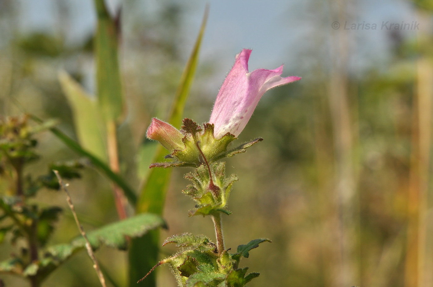 Изображение особи Phtheirospermum chinense.