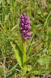 Dactylorhiza incarnata. Цветущее растение. Казахстан, Тянь-Шань, хр. Илейский Алатау, Большое Алмаатинское ущ., по дну влажного ущелья вблизи озера. 12.06.2016.