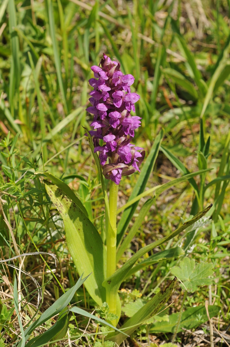 Изображение особи Dactylorhiza incarnata.