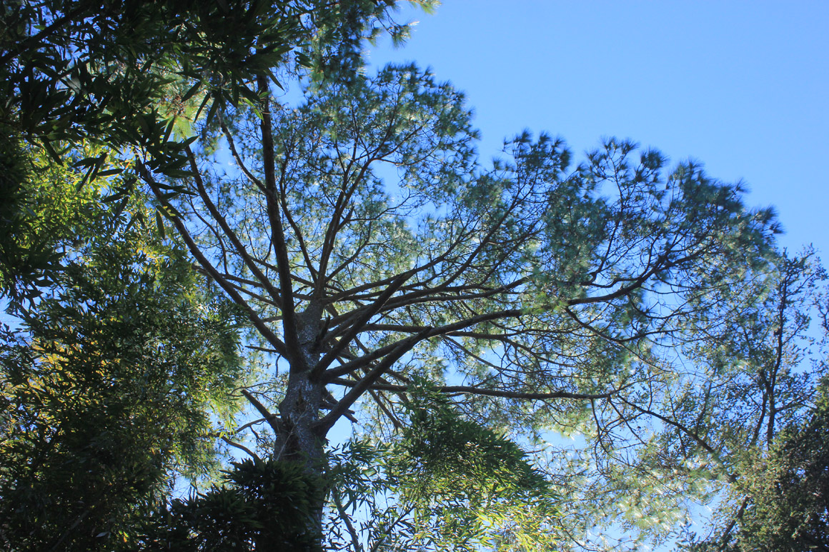 Image of Pinus taeda specimen.