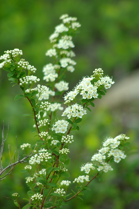 Изображение особи Spiraea media.