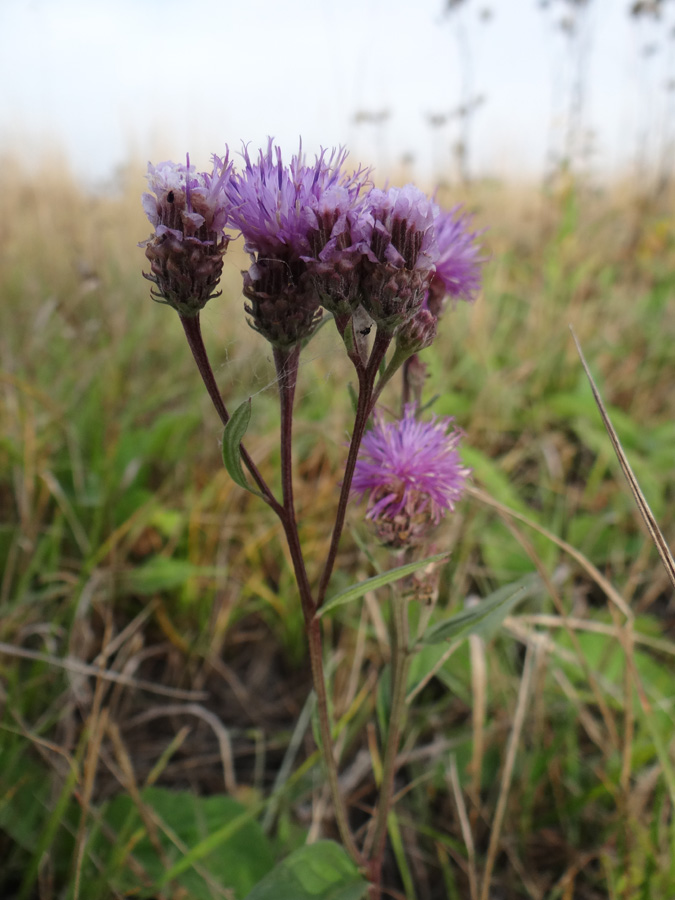 Изображение особи Saussurea amara.