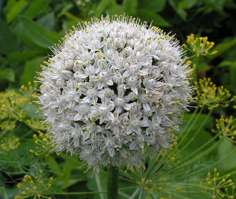 Image of Allium cepa specimen.