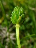 Ranunculus bulbosus. Завязавшийся плод-многоорешек. Нидерланды, Северное море, о-в Схирмонниког, луг на приморской дамбе. 24 мая 2010 г.