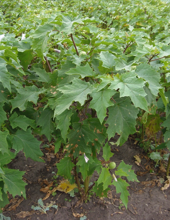 Image of Datura stramonium var. inermis specimen.