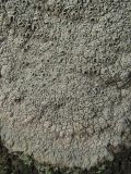 Diploschistes scruposus