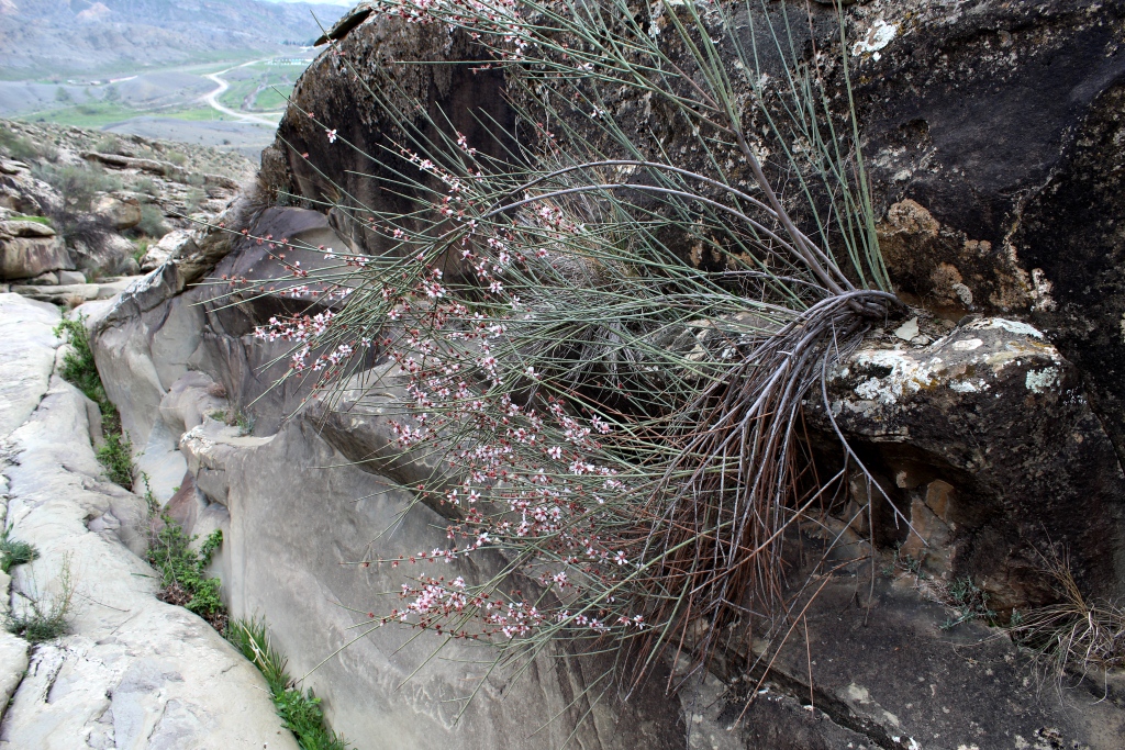 Image of Amygdalus scoparia specimen.