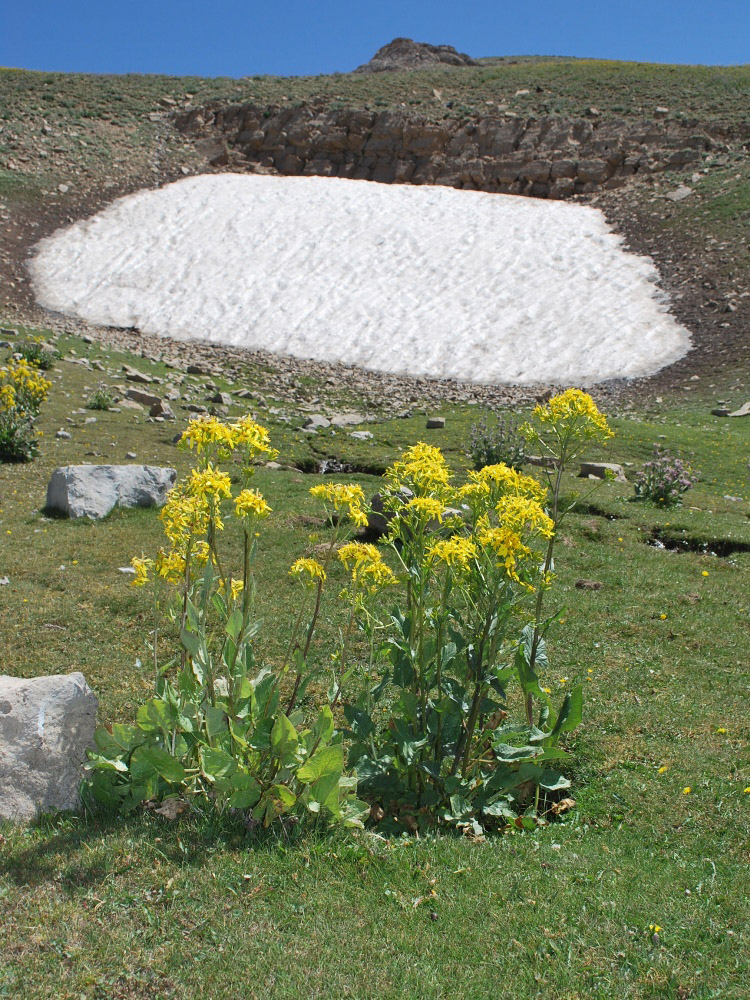 Image of Ligularia thomsonii specimen.