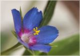 Anagallis foemina