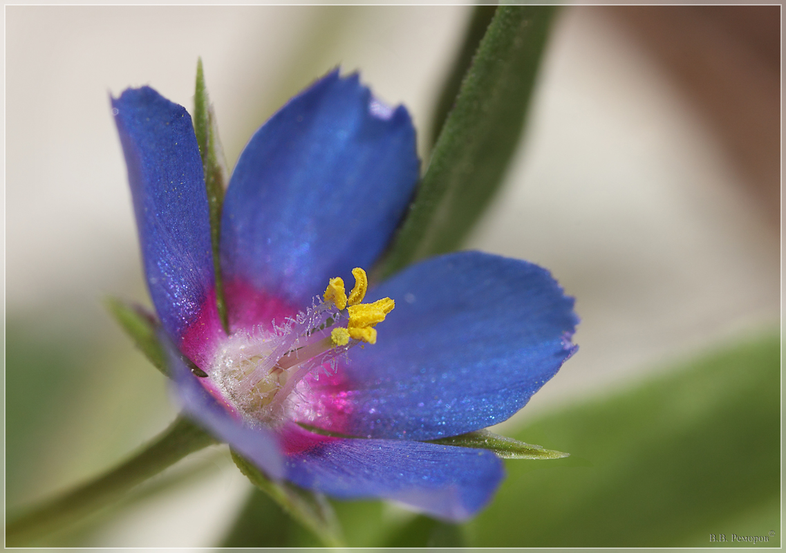 Изображение особи Anagallis foemina.