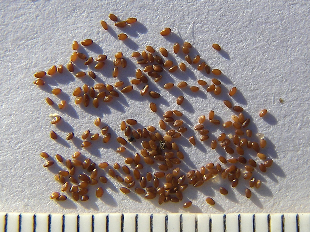 Image of Phyteuma scheuchzeri specimen.