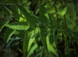 Sanguisorba officinalis