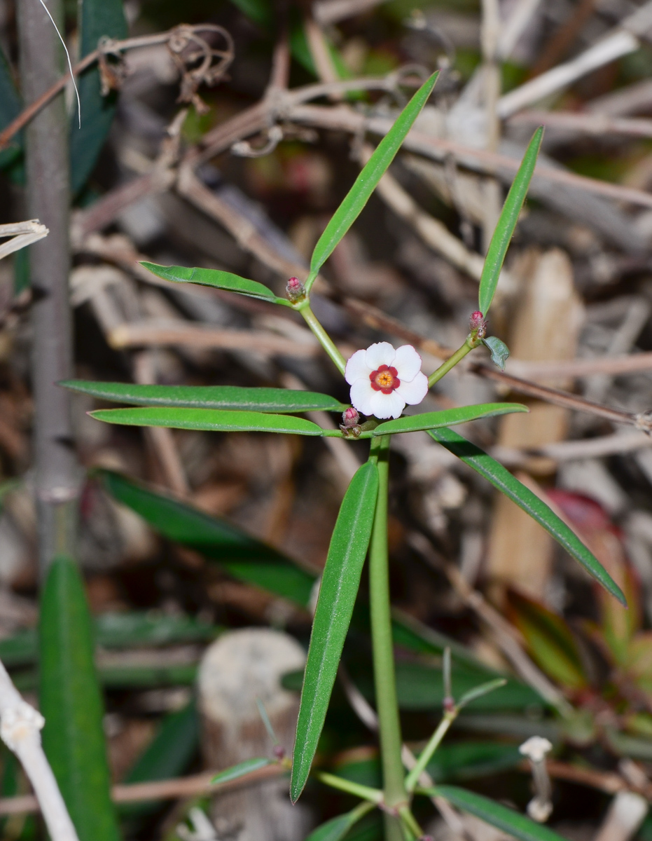 Image of Euphorbia xanti specimen.