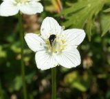 Parnassia palustris