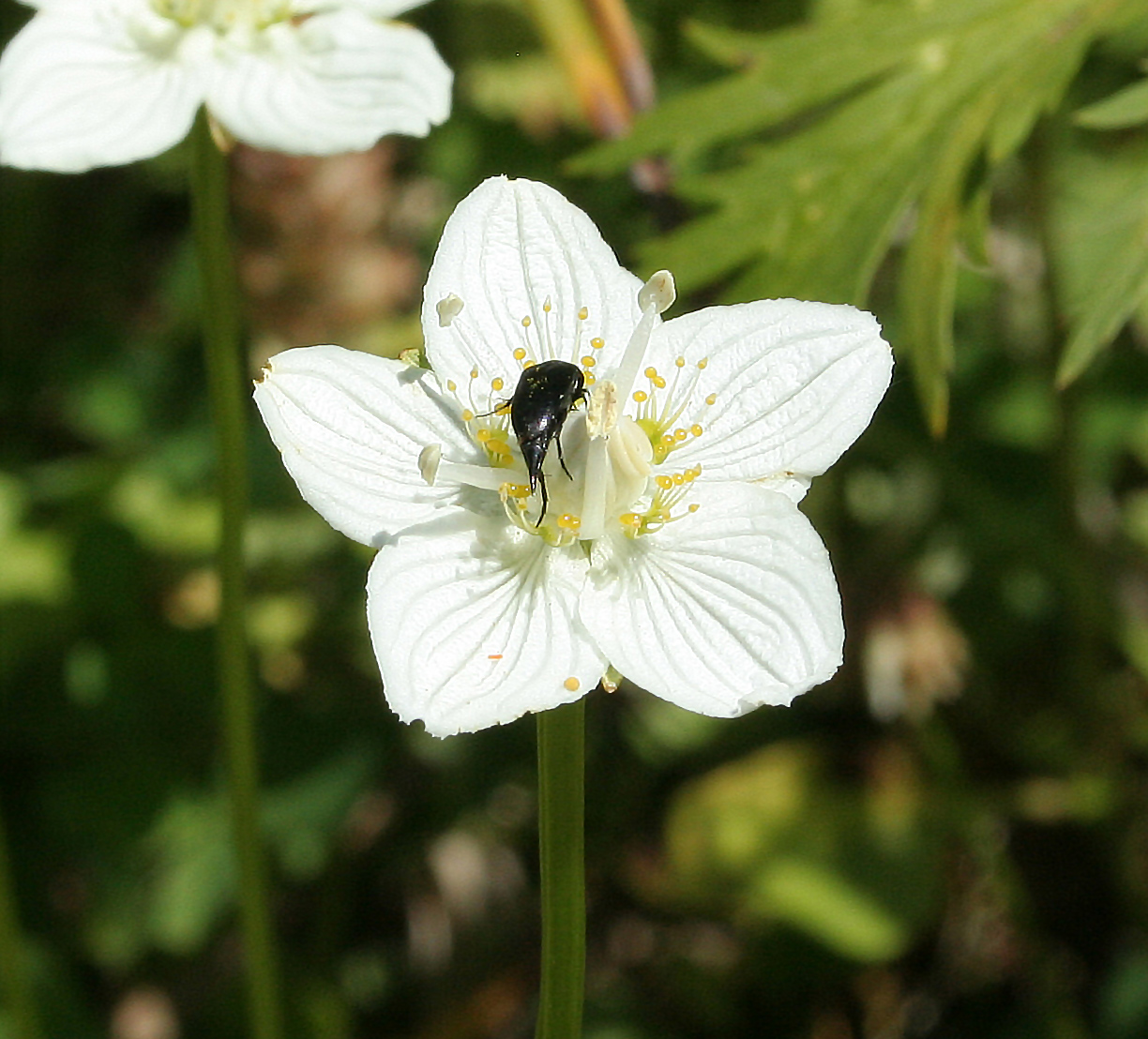 Изображение особи Parnassia palustris.