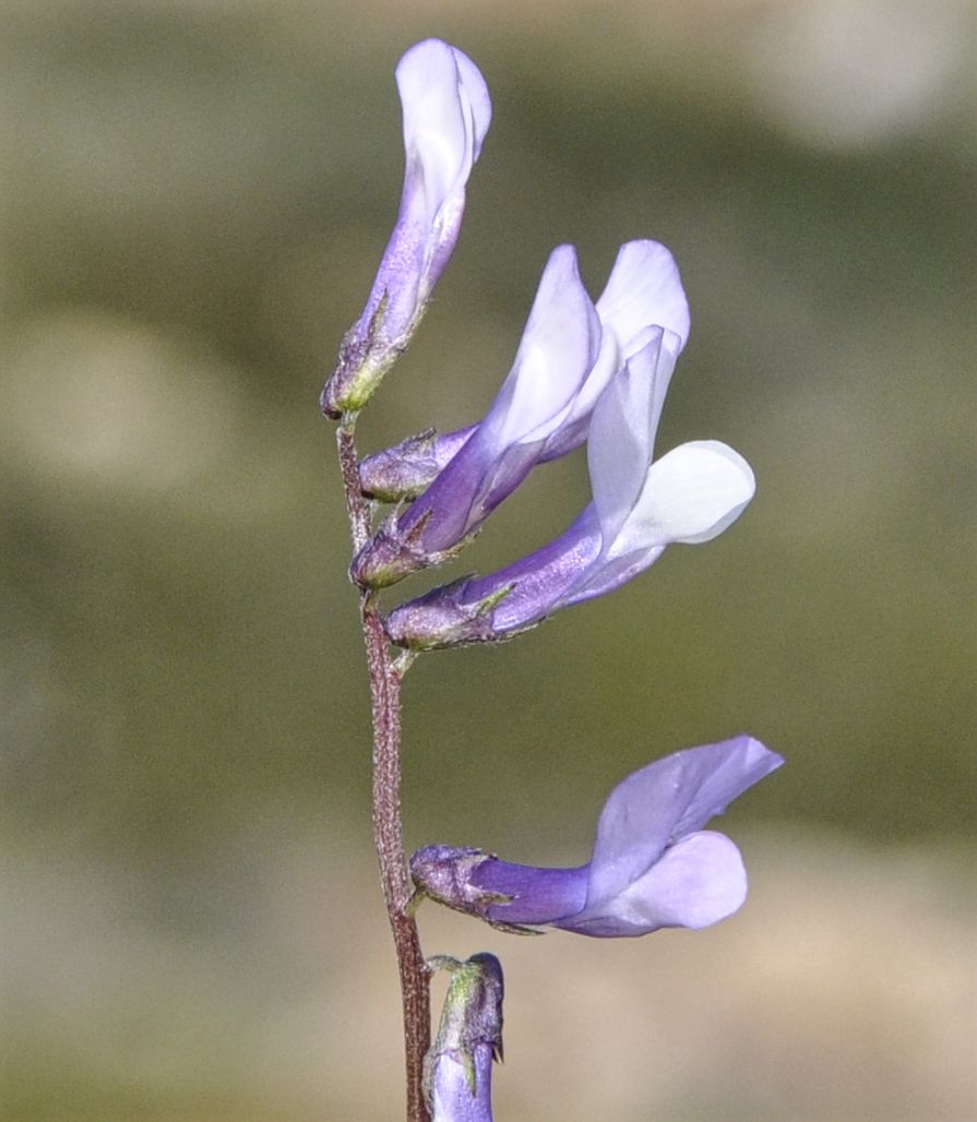 Изображение особи Vicia villosa ssp. microphylla.