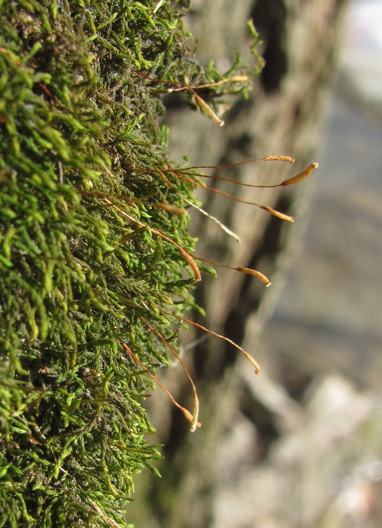 Изображение особи Pterigynandrum filiforme.