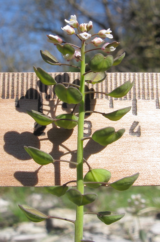 Image of Microthlaspi perfoliatum specimen.