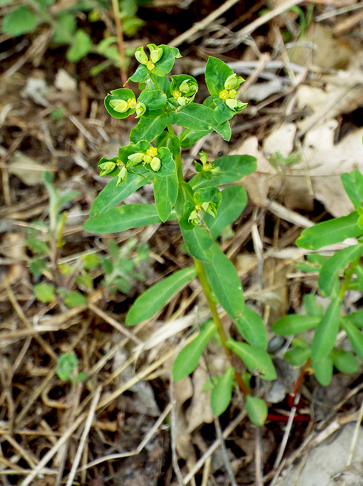 Image of Euphorbia stricta specimen.