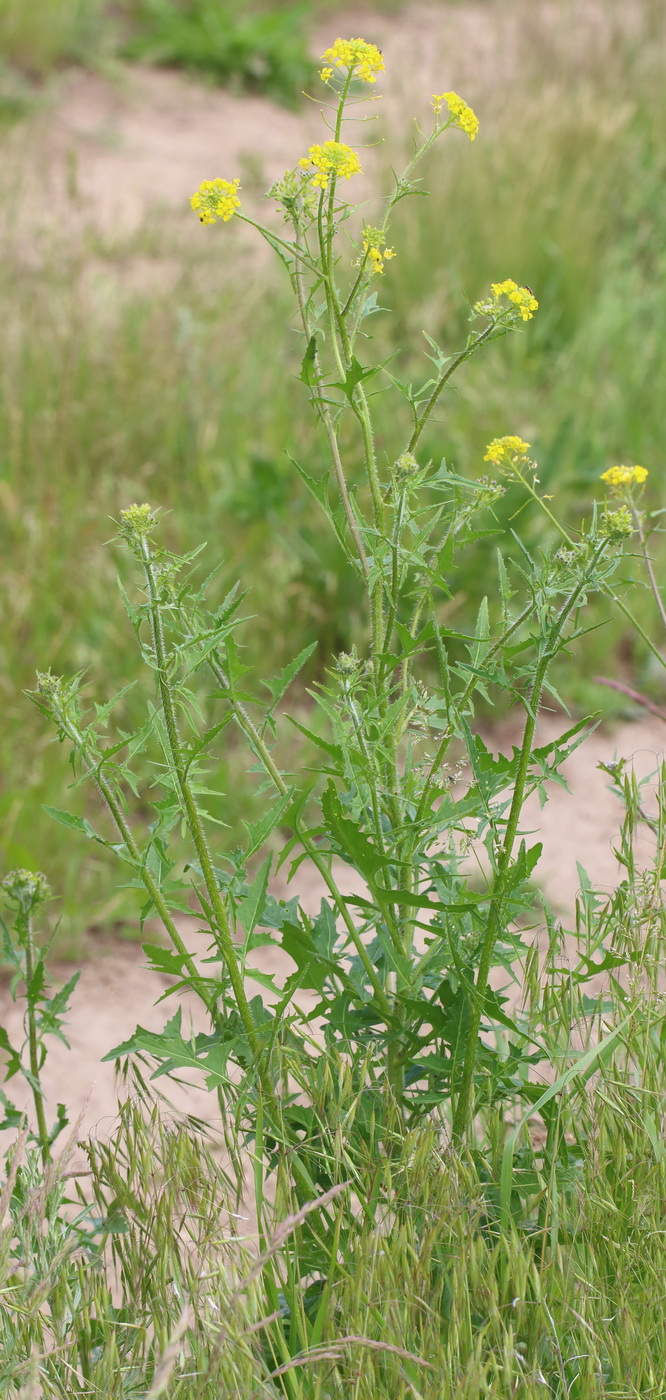 Image of Sisymbrium loeselii specimen.