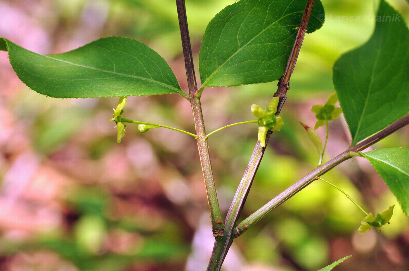 Изображение особи Euonymus sacrosanctus.