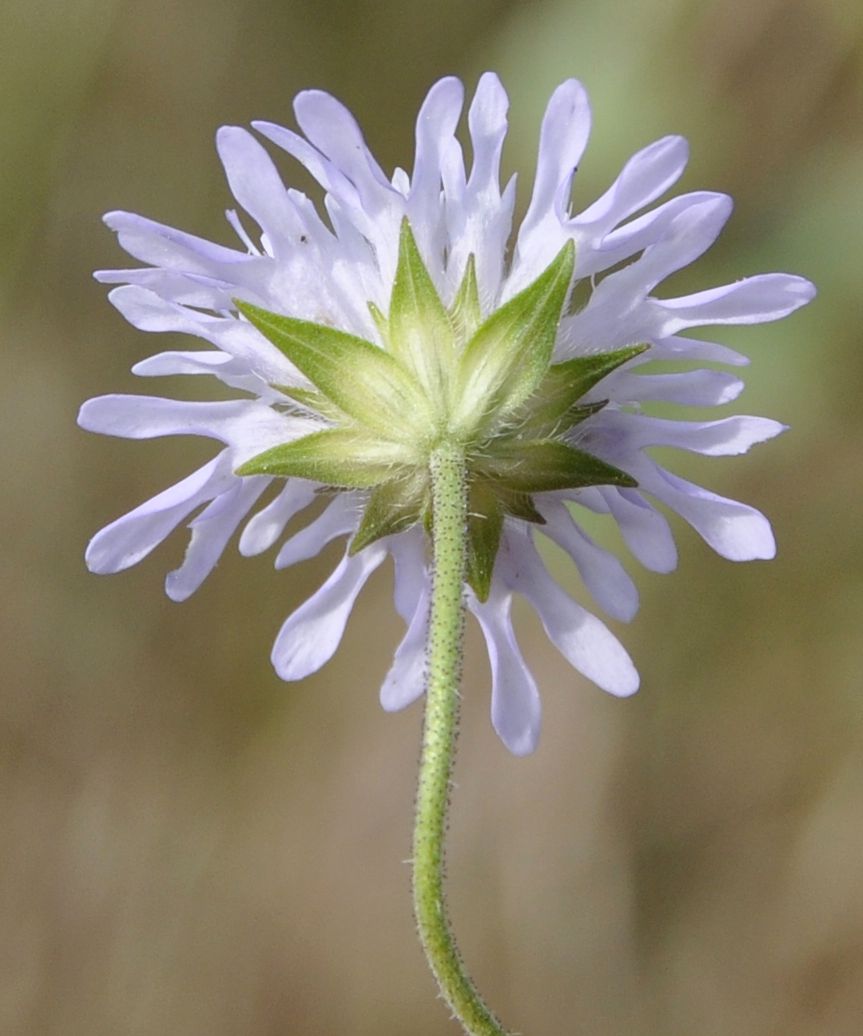 Изображение особи Knautia integrifolia.