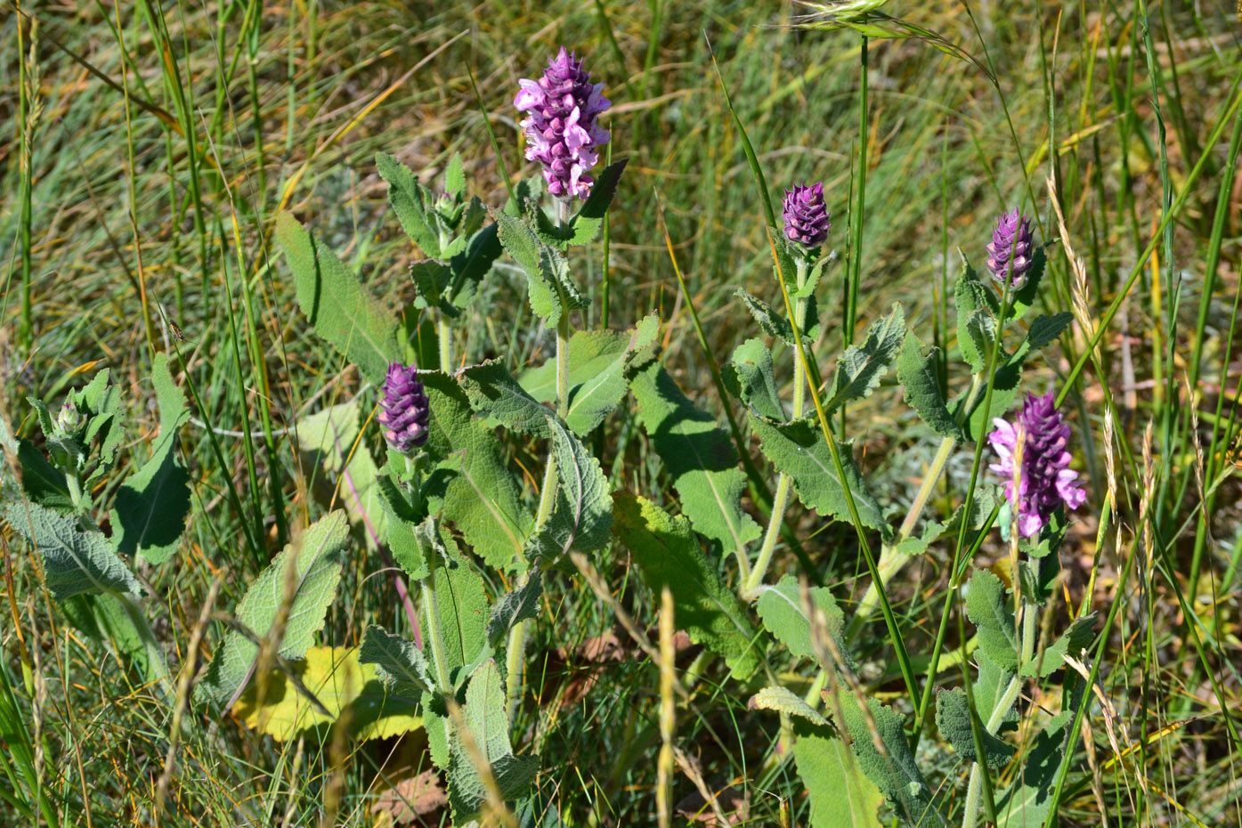 Изображение особи Salvia tesquicola.