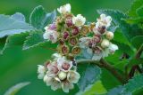 Sorbus sambucifolia