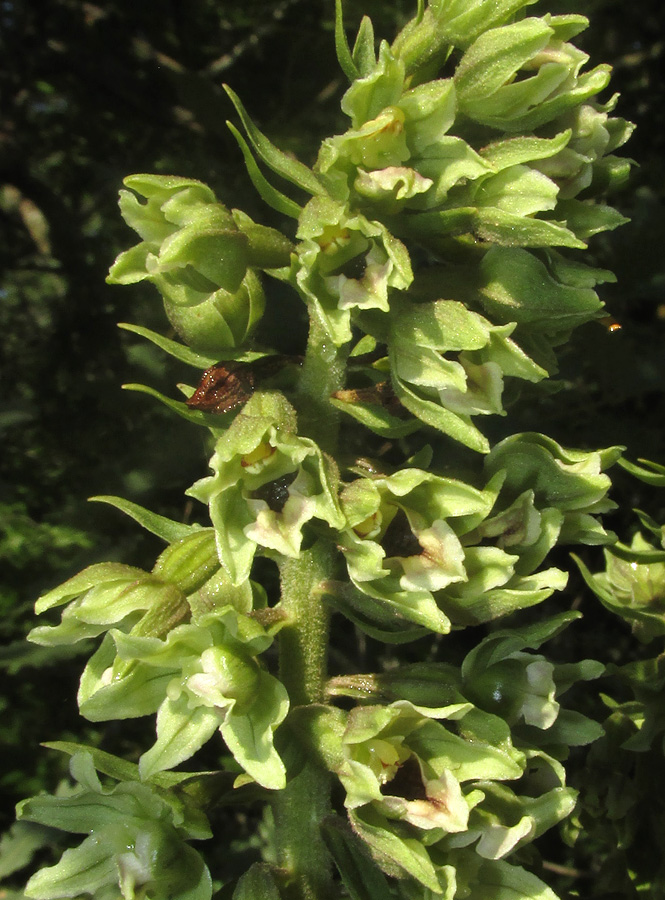 Image of Epipactis krymmontana specimen.