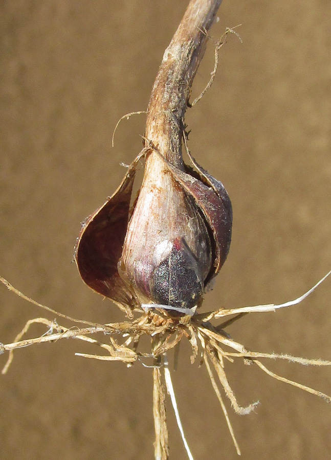 Image of Allium rotundum specimen.