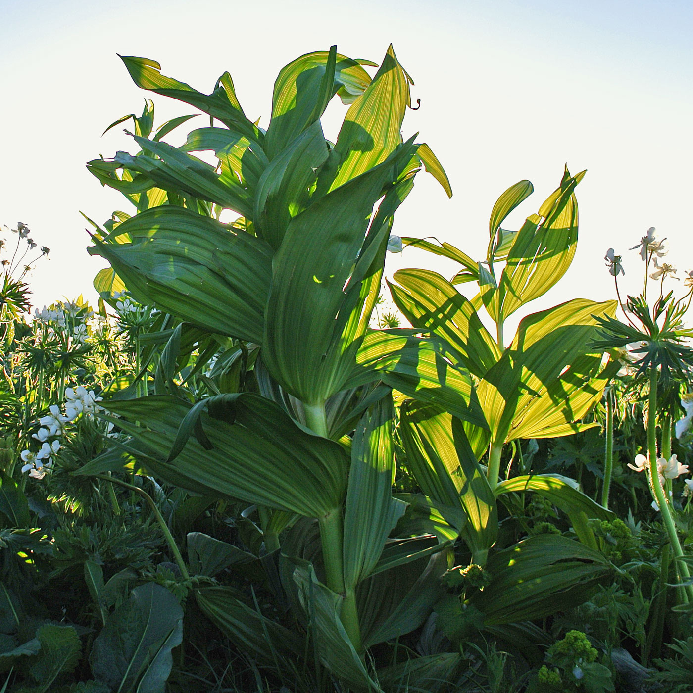 Изображение особи Veratrum lobelianum.