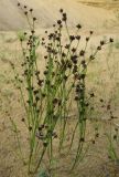 Juncus alpino-articulatus