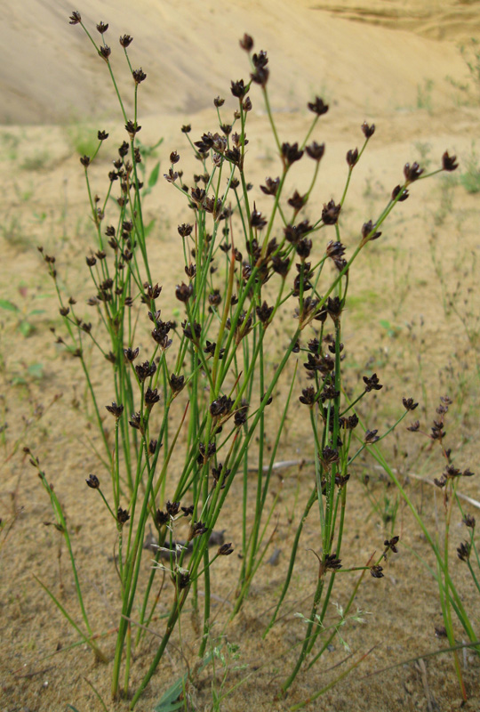 Изображение особи Juncus alpino-articulatus.