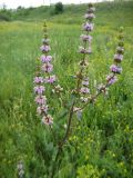 Phlomoides tuberosa