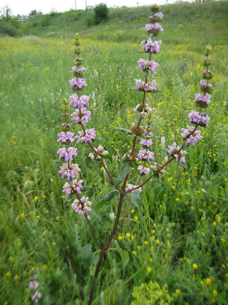 Image of Phlomoides tuberosa specimen.