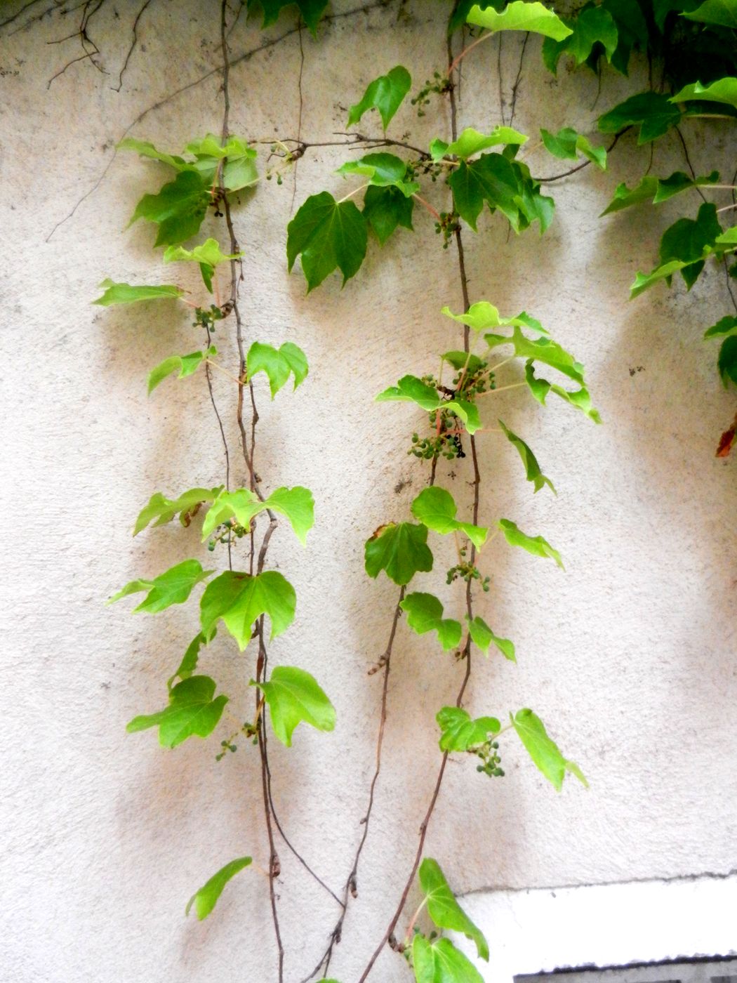 Image of Parthenocissus tricuspidata specimen.