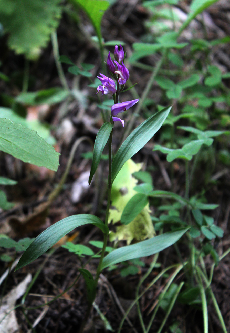 Изображение особи Cephalanthera rubra.