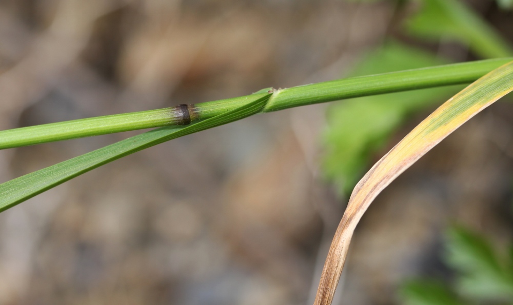 Image of Poa sichotensis specimen.