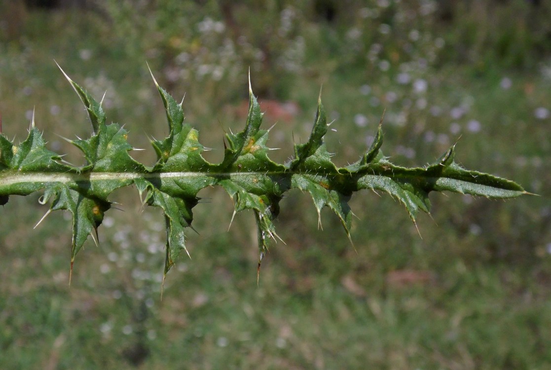 Image of Carduus acanthoides specimen.