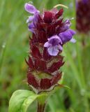 Prunella vulgaris. Соцветие с каплями росы. Московская обл., Талдомский р-н, окр. пгт Запрудня, зарастающая вырубка под линией электропередач. 06.07.2017.