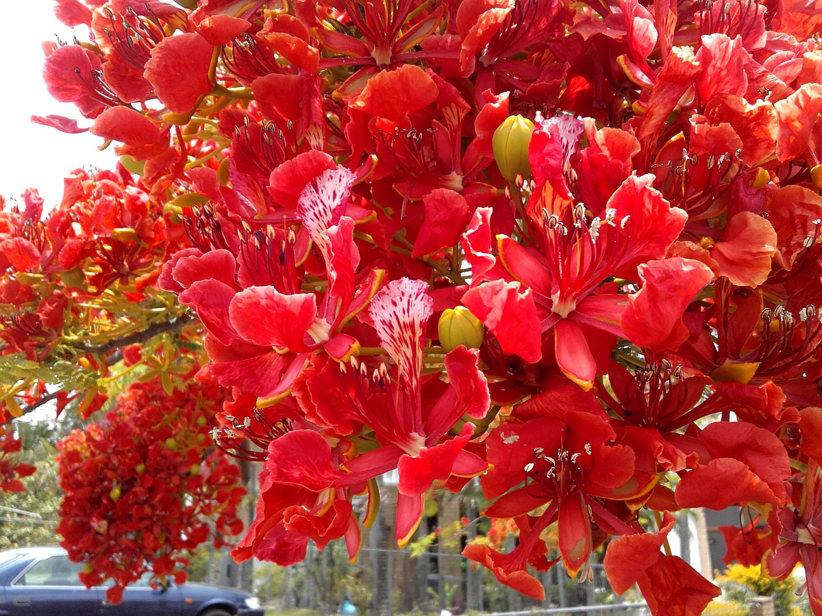 Изображение особи Delonix regia.