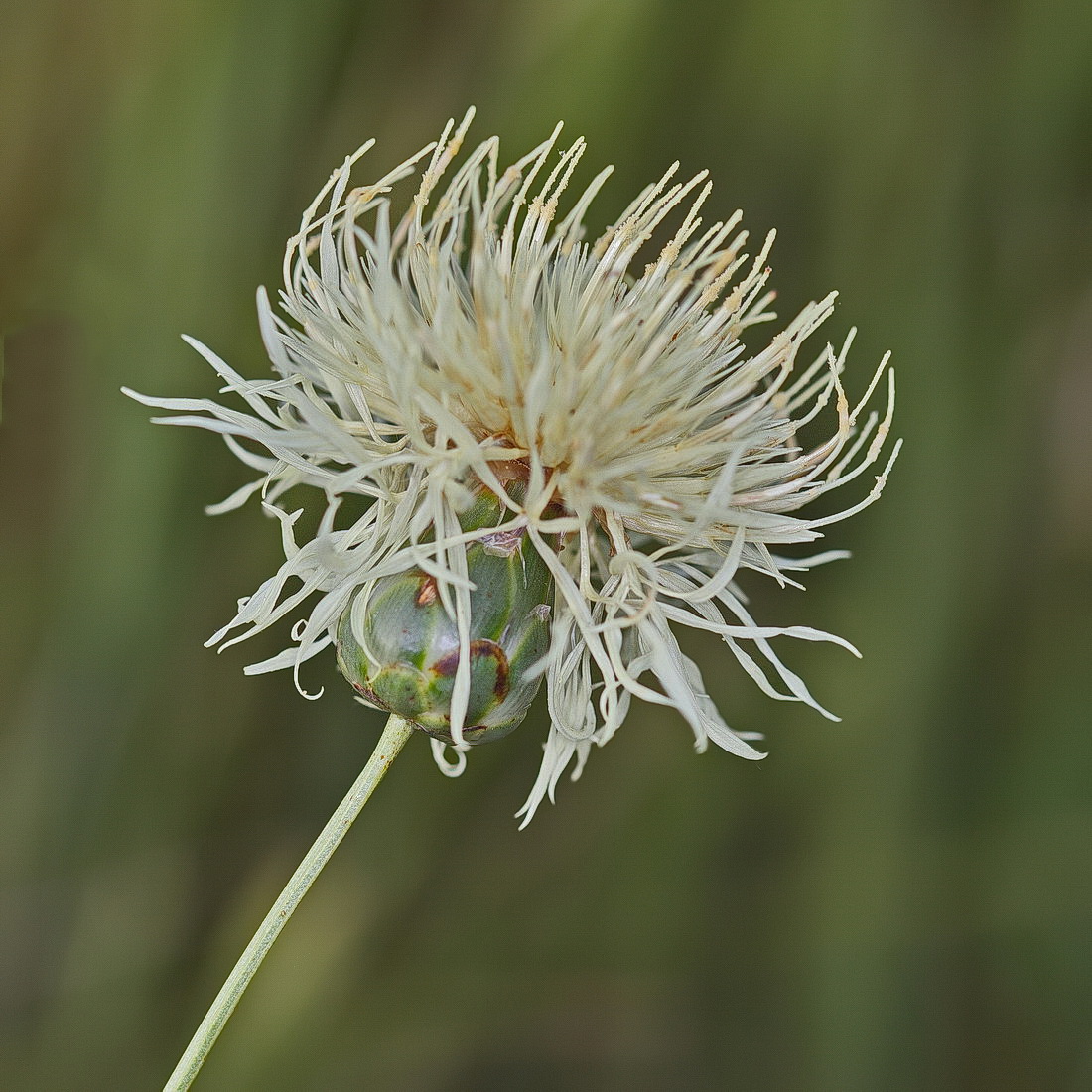 Image of Rhaponticoides ruthenica specimen.