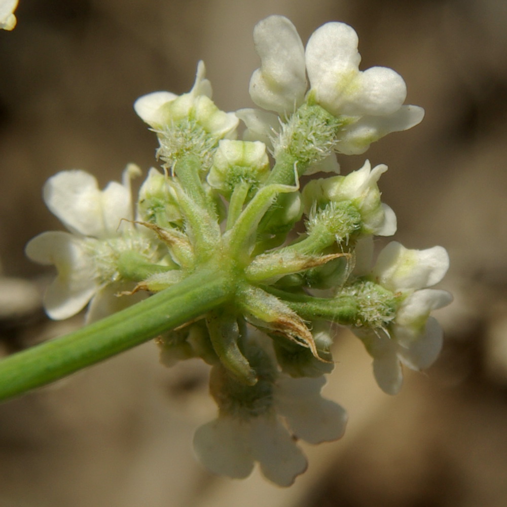 Изображение особи Astrodaucus littoralis.