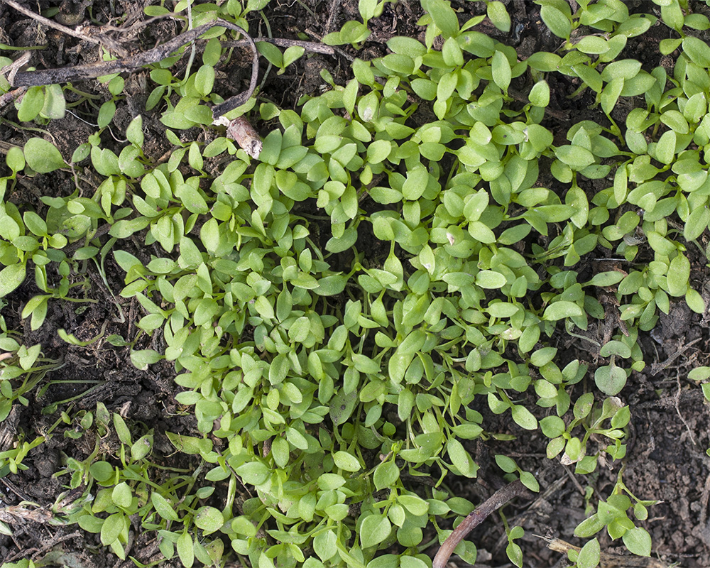 Image of Stellaria media specimen.