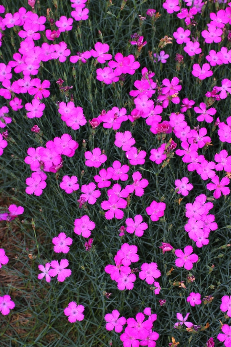 Image of Dianthus acantholimonoides specimen.