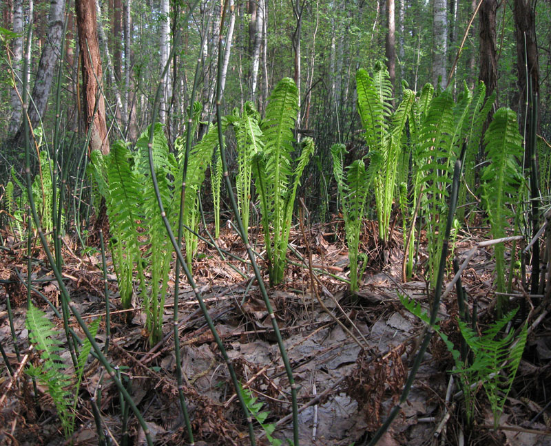 Image of Matteuccia struthiopteris specimen.