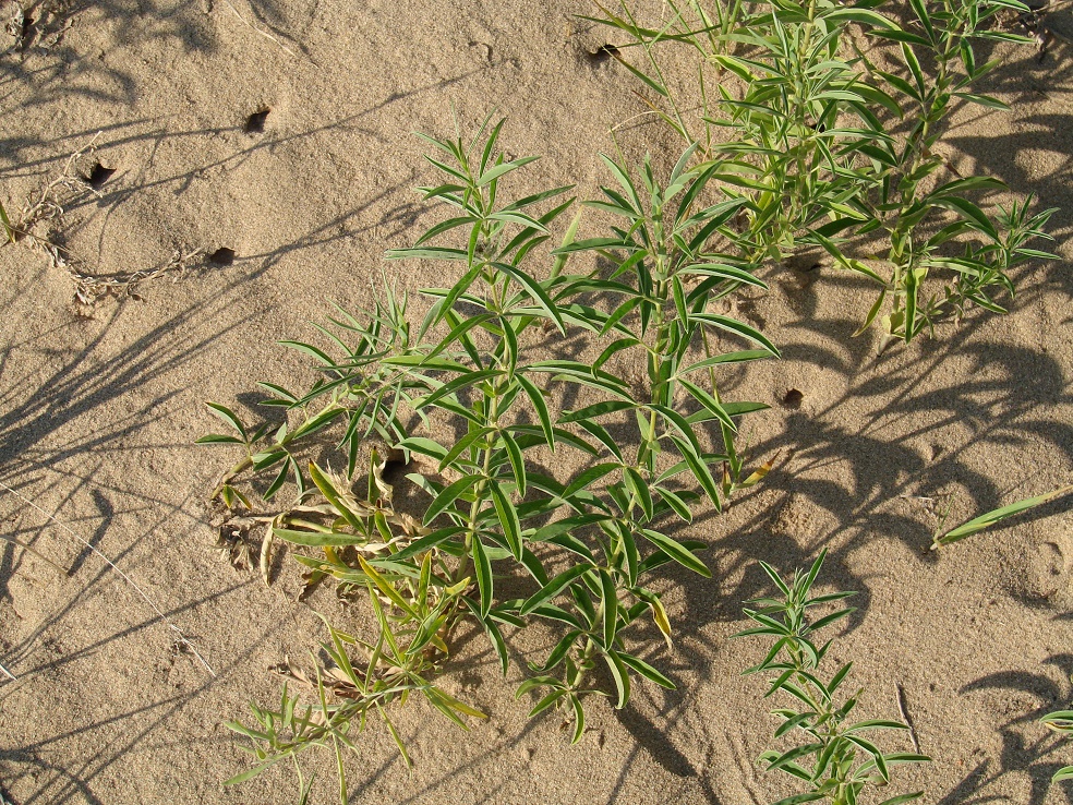 Image of Thermopsis lanceolata specimen.